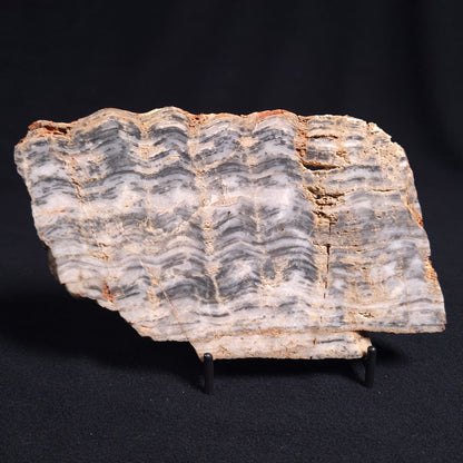 Stromatolite from the Mount McGrath Formation ZMG011