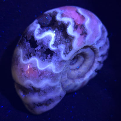 Fluorescent Ammonite from East Timor XAT006