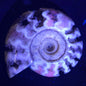 Fluorescent Ammonite from East Timor XAT006