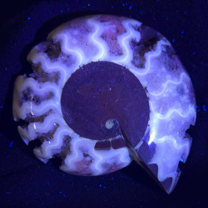 Fluorescent Ammonite from East Timor XAT006