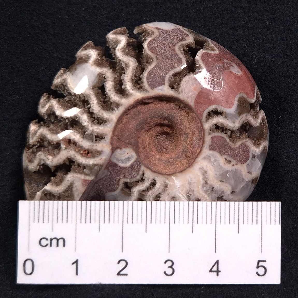 Fluorescent Ammonite from East Timor XAT007