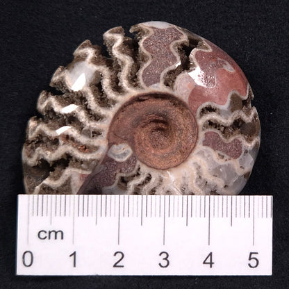 Fluorescent Ammonite from East Timor XAT007