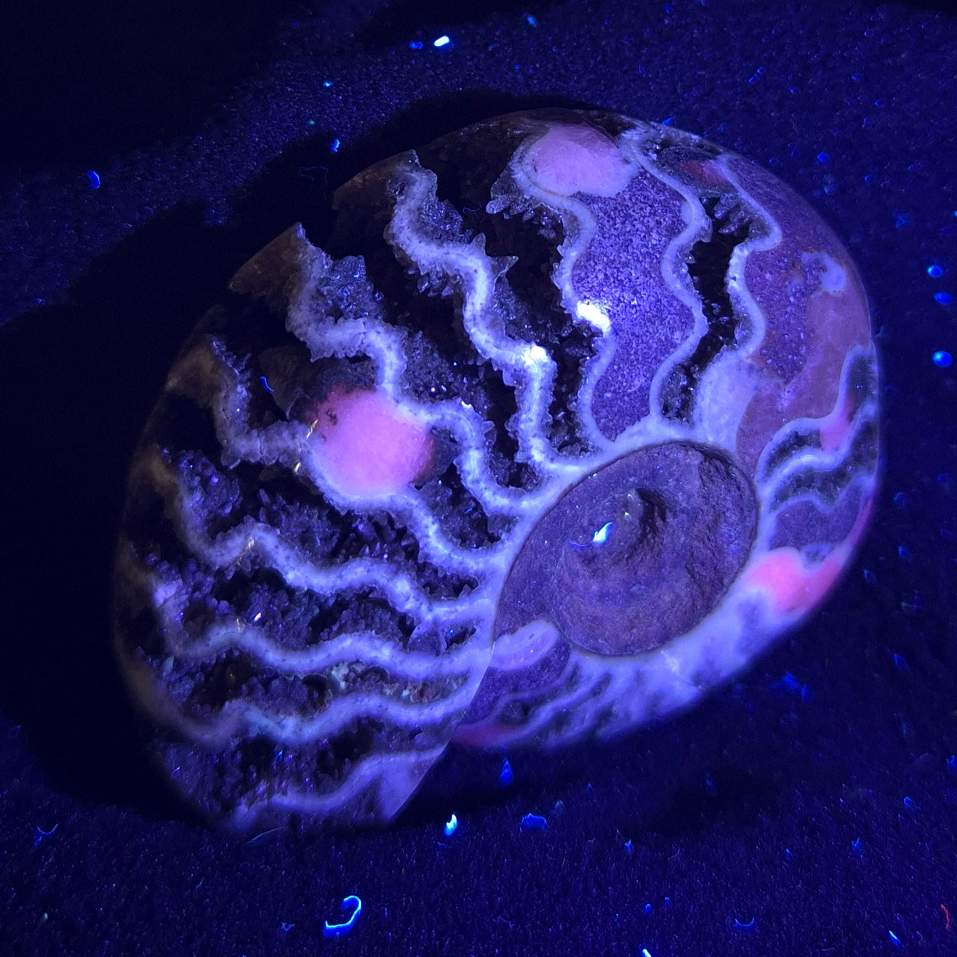 Fluorescent Ammonite from East Timor XAT007