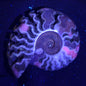 Fluorescent Ammonite from East Timor XAT007