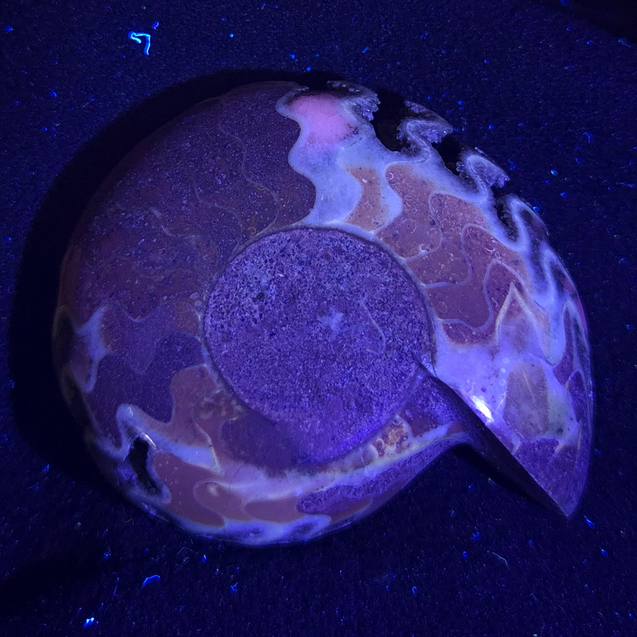 Fluorescent Ammonite from East Timor XAT007