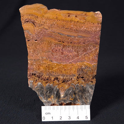 Stromatolite Microbial Mat from the Dresser Formation ZDF013