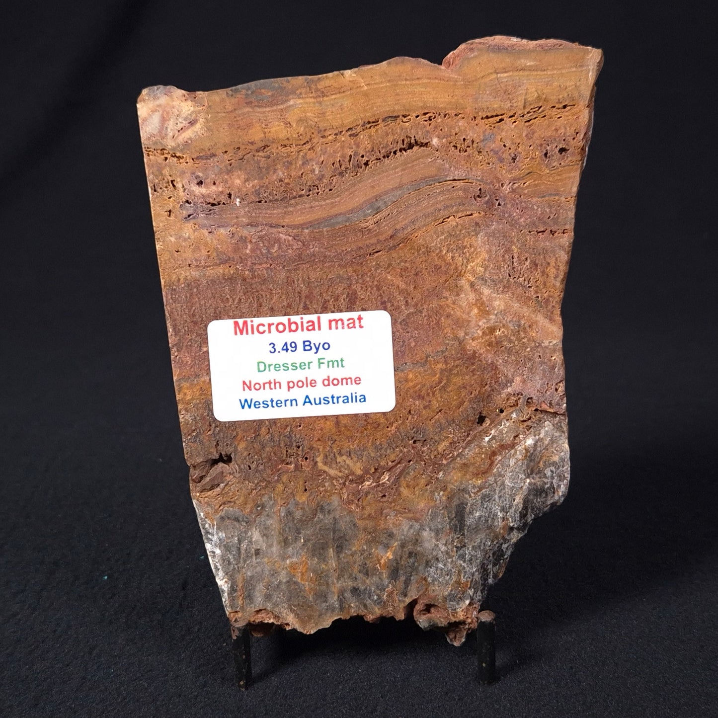 Stromatolite Microbial Mat from the Dresser Formation ZDF013