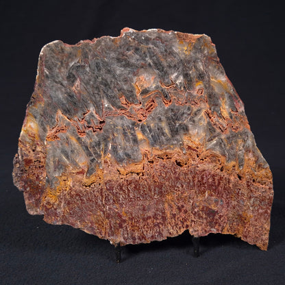 Stromatolite Microbial Mat from the Dresser Formation ZDF014