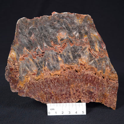 Stromatolite Microbial Mat from the Dresser Formation ZDF014