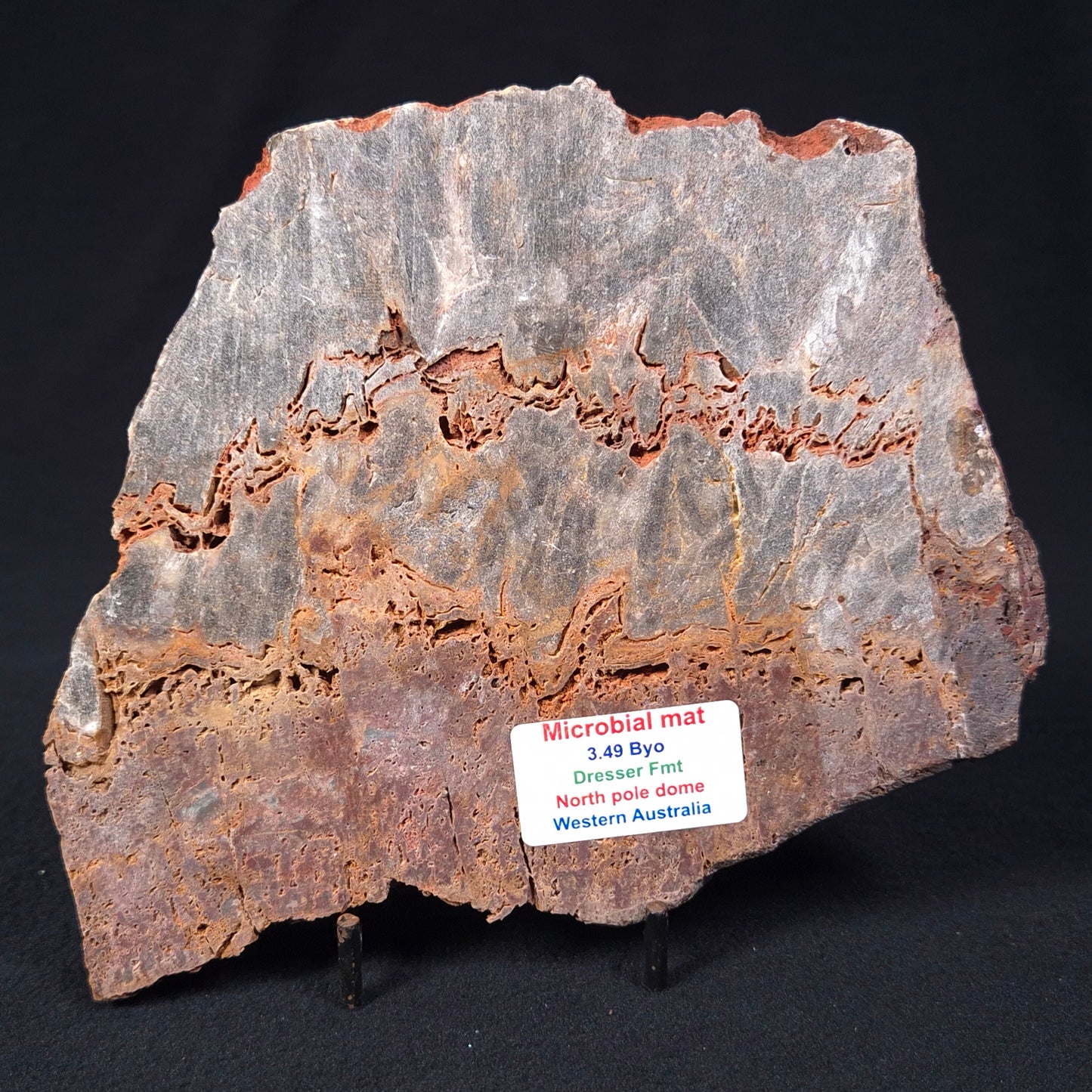 Stromatolite Microbial Mat from the Dresser Formation ZDF014