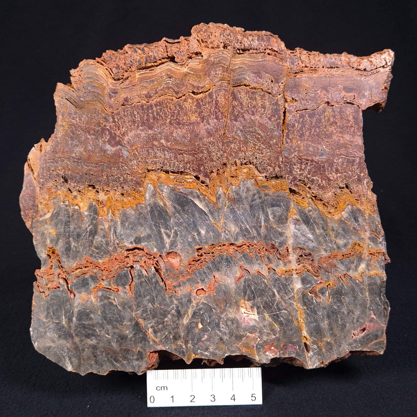 Stromatolite Microbial Mat from the Dresser Formation ZDF015