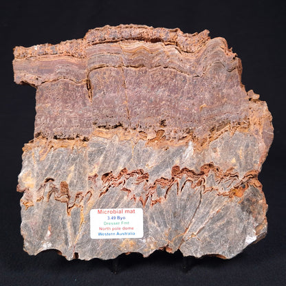 Stromatolite Microbial Mat from the Dresser Formation ZDF015