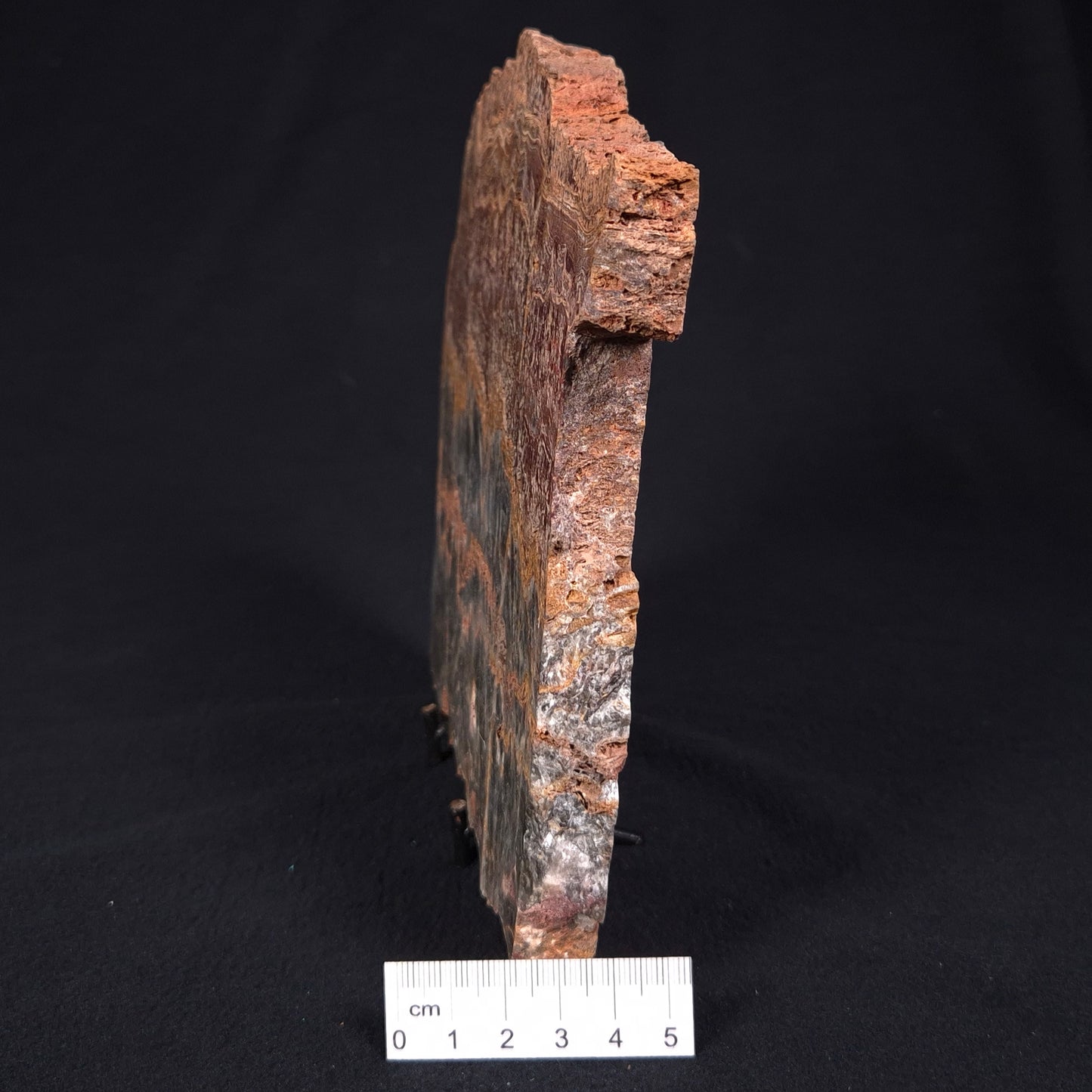 Stromatolite Microbial Mat from the Dresser Formation ZDF015