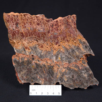 Stromatolite Microbial Mat from the Dresser Formation ZDF016