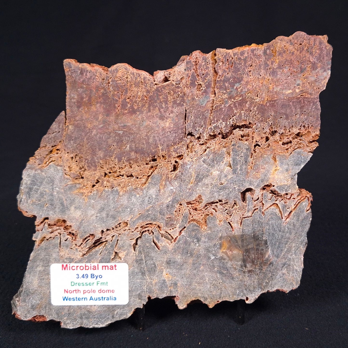 Stromatolite Microbial Mat from the Dresser Formation ZDF016