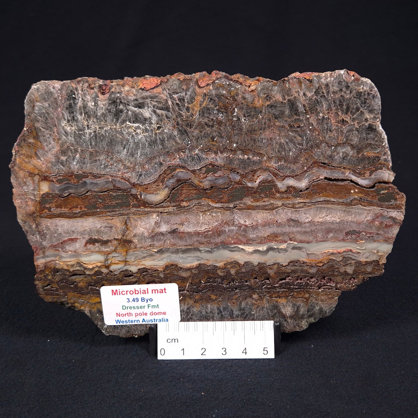 Stromatolite Microbial Mat from the Dresser Formation ZDF017