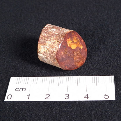 Petrified Wood from Lune River XPL001