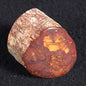 Petrified Wood from Lune River XPL001