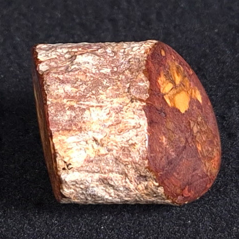 Petrified Wood from Lune River XPL001