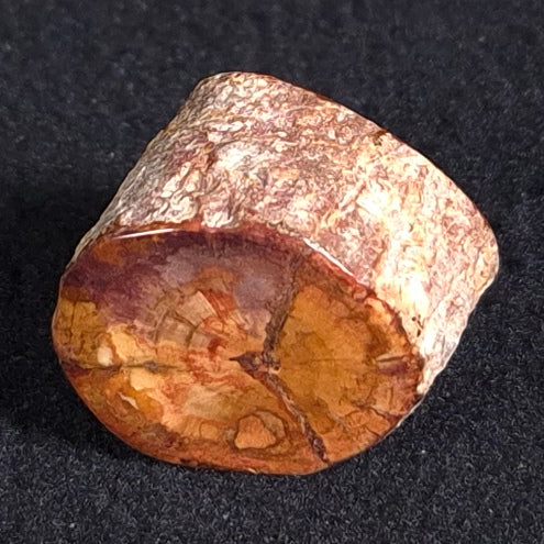 Petrified Wood from Lune River XPL001