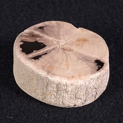 Petrified Wood from Lune River XPL002