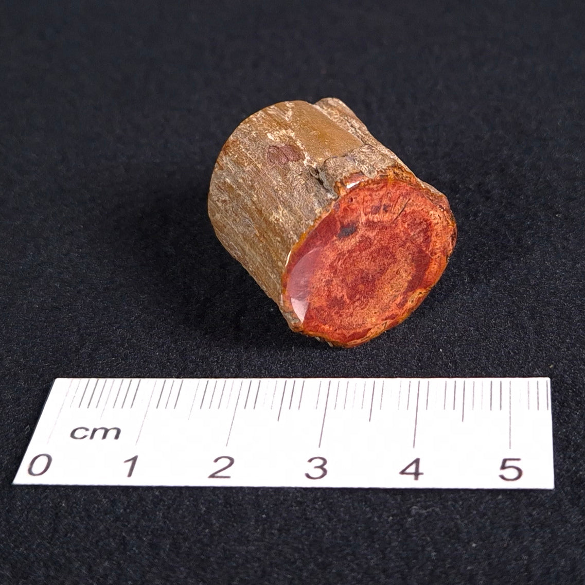 Petrified Wood from Lune River XPL003