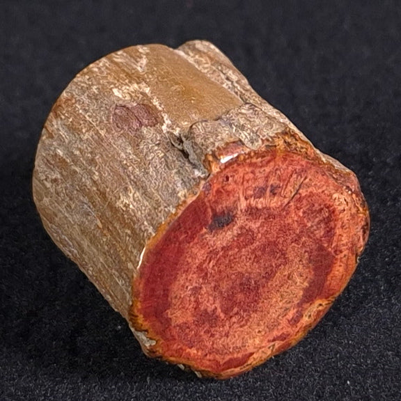 Petrified Wood from Lune River XPL003