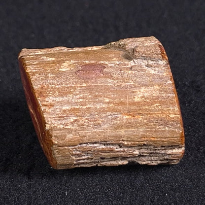 Petrified Wood from Lune River XPL003