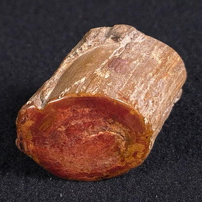 Petrified Wood from Lune River XPL003