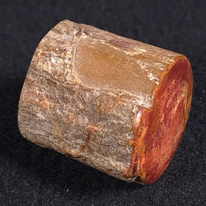 Petrified Wood from Lune River XPL003