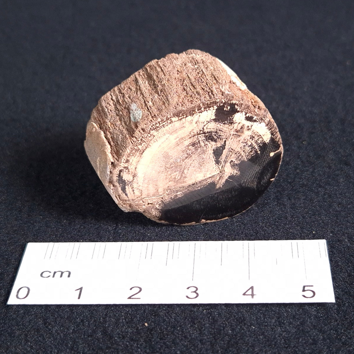 Petrified Wood from Lune River XPL004