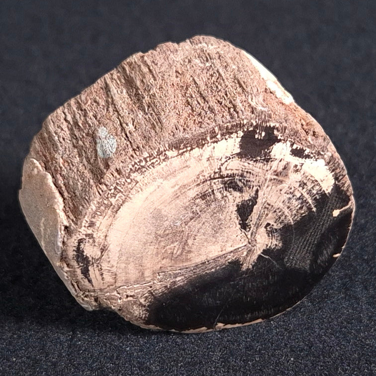 Petrified Wood from Lune River XPL004