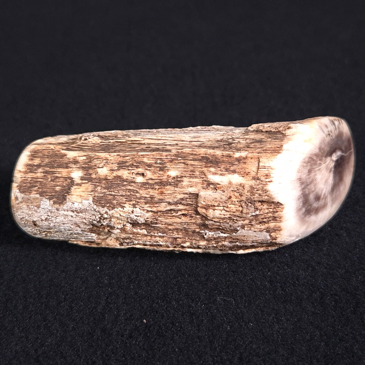 Petrified Wood from Lune River XPL005