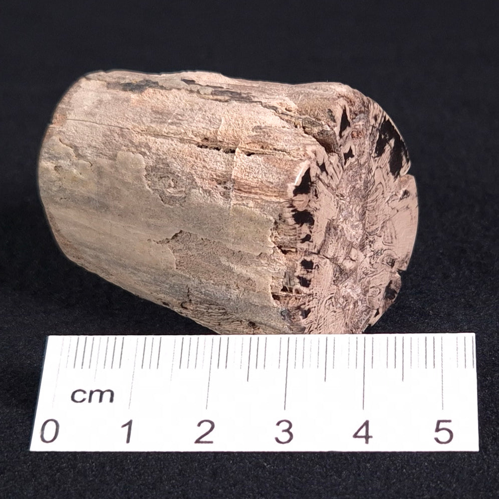 Petrified Wood from Lune River XPL006