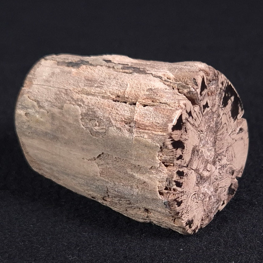 Petrified Wood from Lune River XPL006