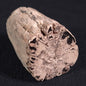 Petrified Wood from Lune River XPL006