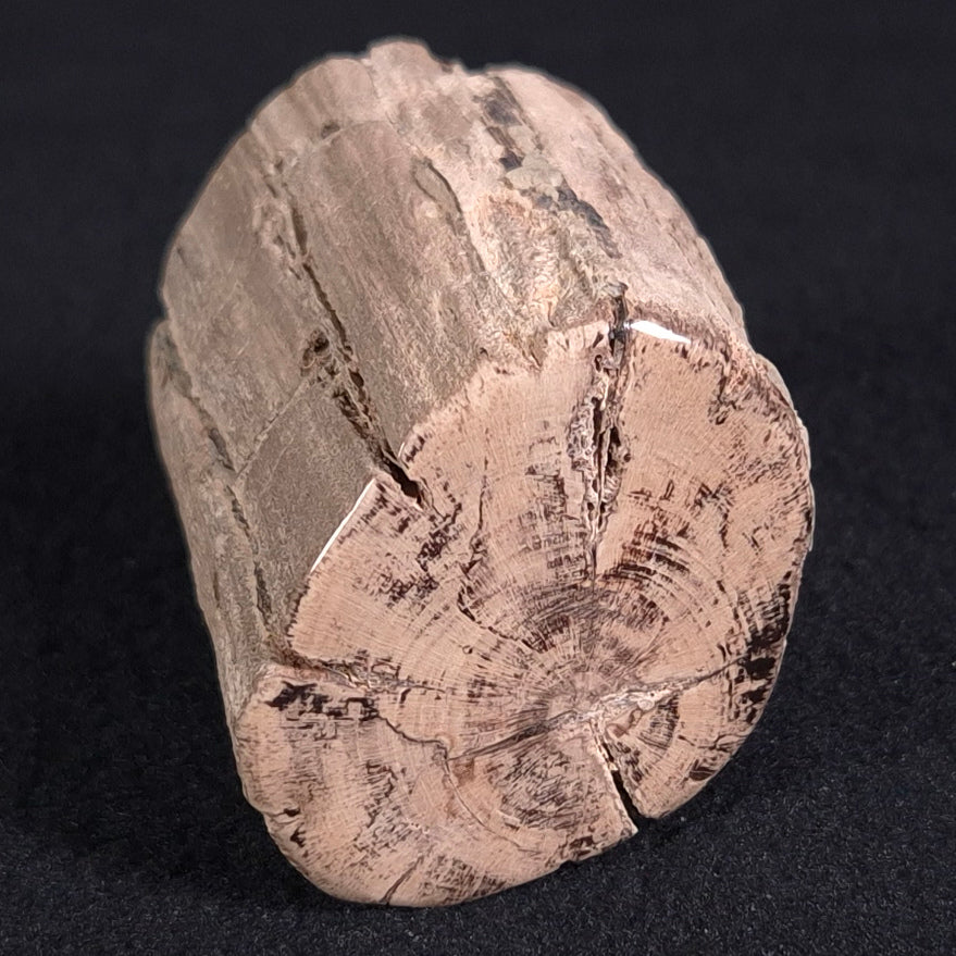 Petrified Wood from Lune River XPL006