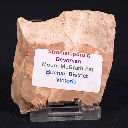 Stromatoporoid from Buchan District ZSB001