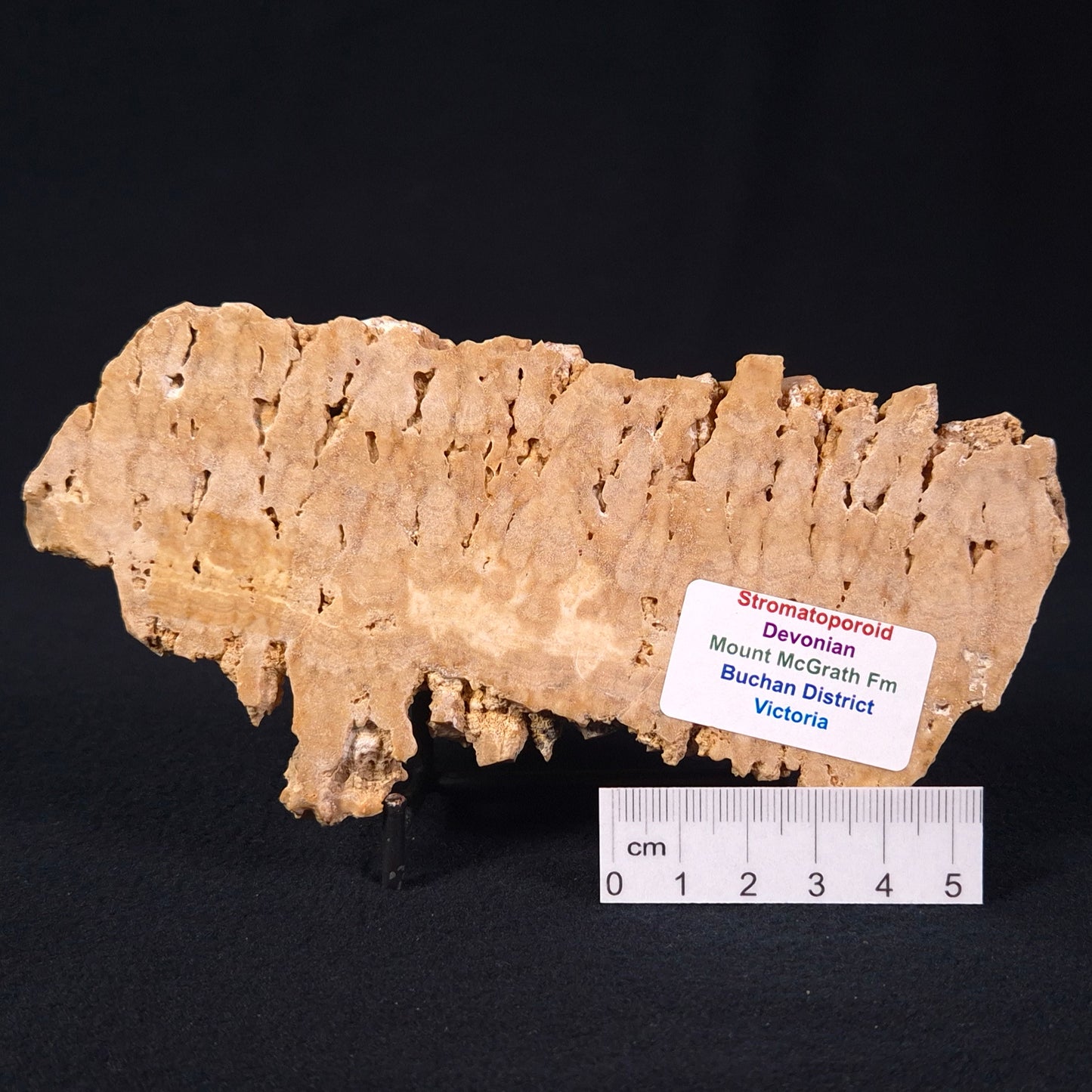 Stromatoporoid from Buchan District ZSB003