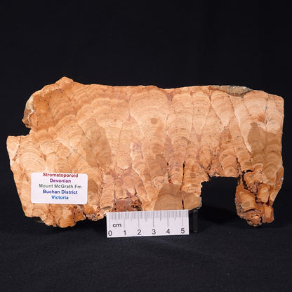 Stromatoporoid from Buchan District ZSB005