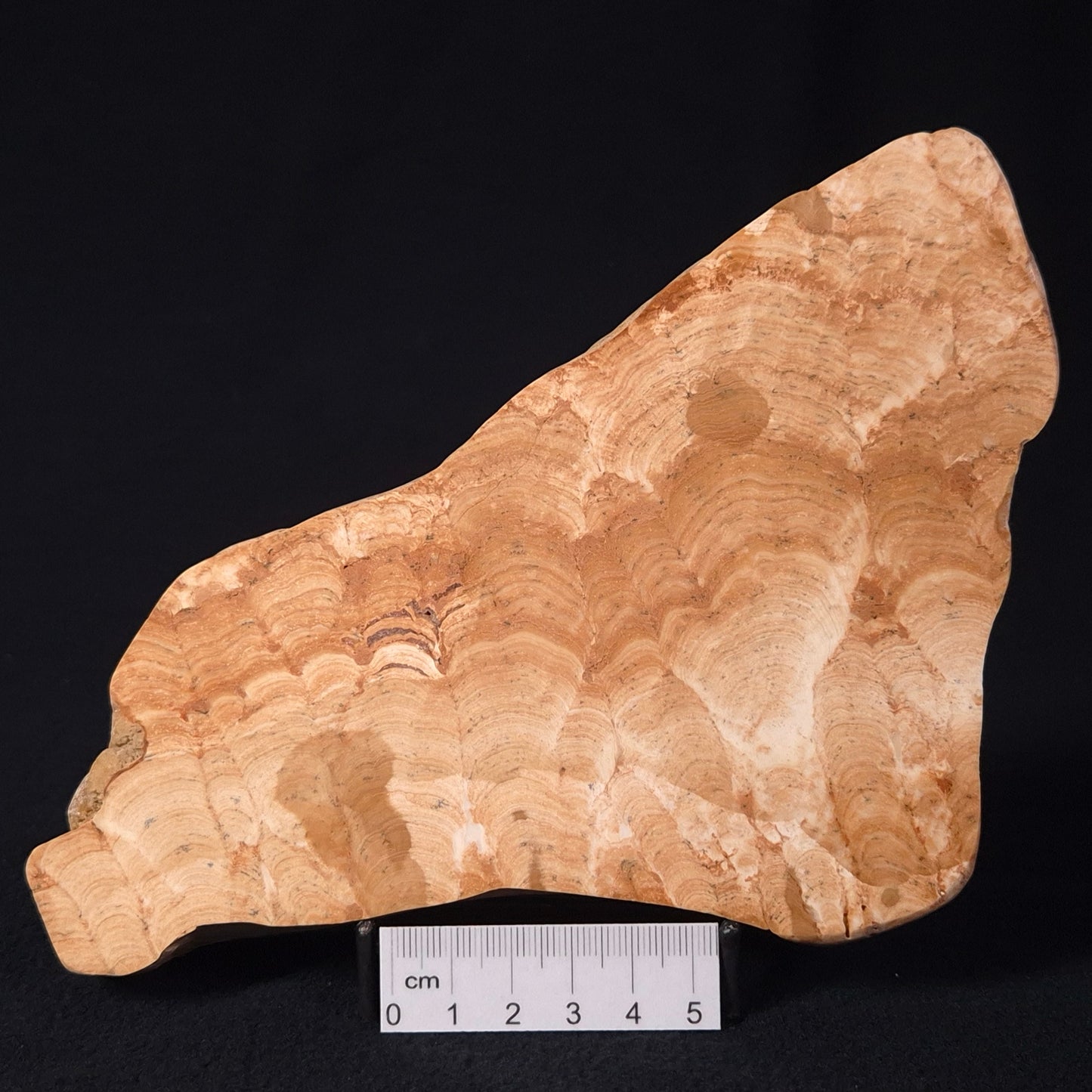 Stromatoporoid from Buchan District ZSB006