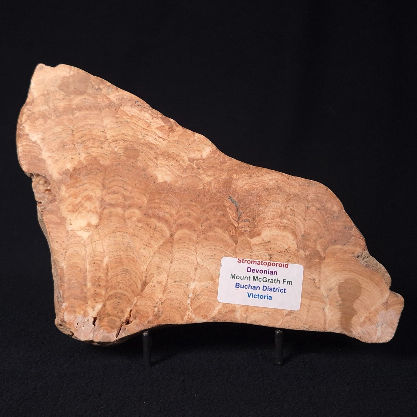 Stromatoporoid from Buchan District ZSB006