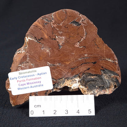 Stromatolite from the Parda Formation ZPF001