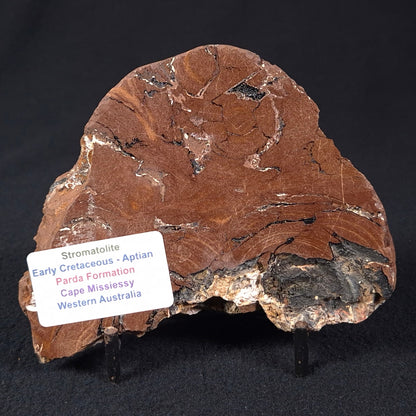 Stromatolite from the Parda Formation ZPF001