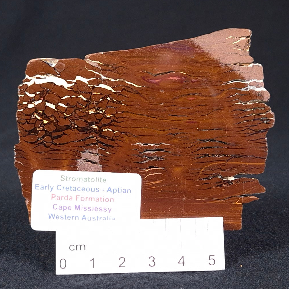 Stromatolite from the Parda Formation ZPF002