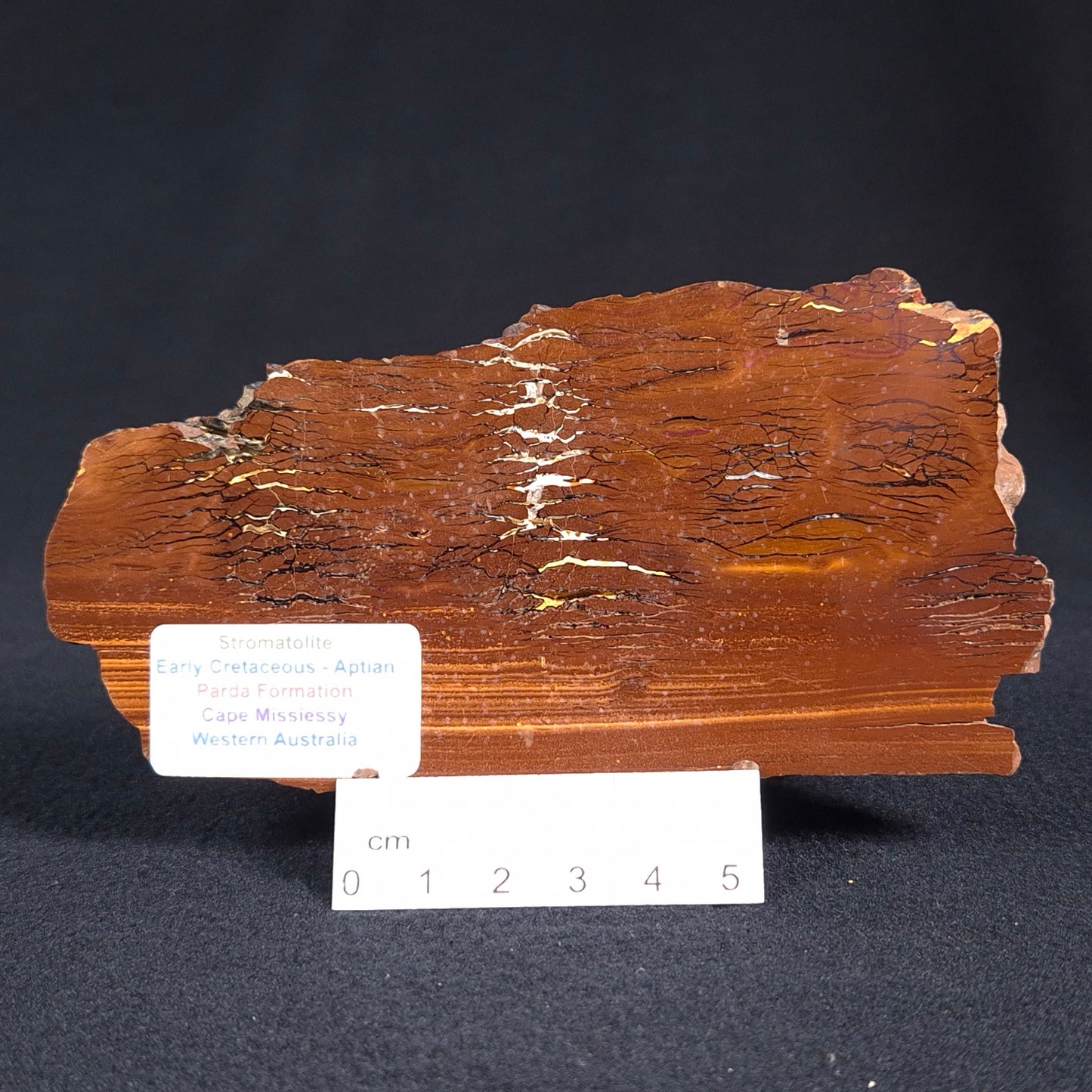 Stromatolite from the Parda Formation ZPF003