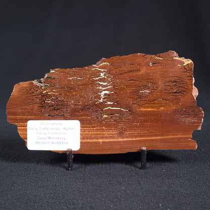 Stromatolite from the Parda Formation ZPF003