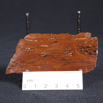 Stromatolite from the Parda Formation ZPF004