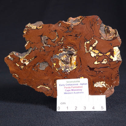 Stromatolite from the Parda Formation ZPF005