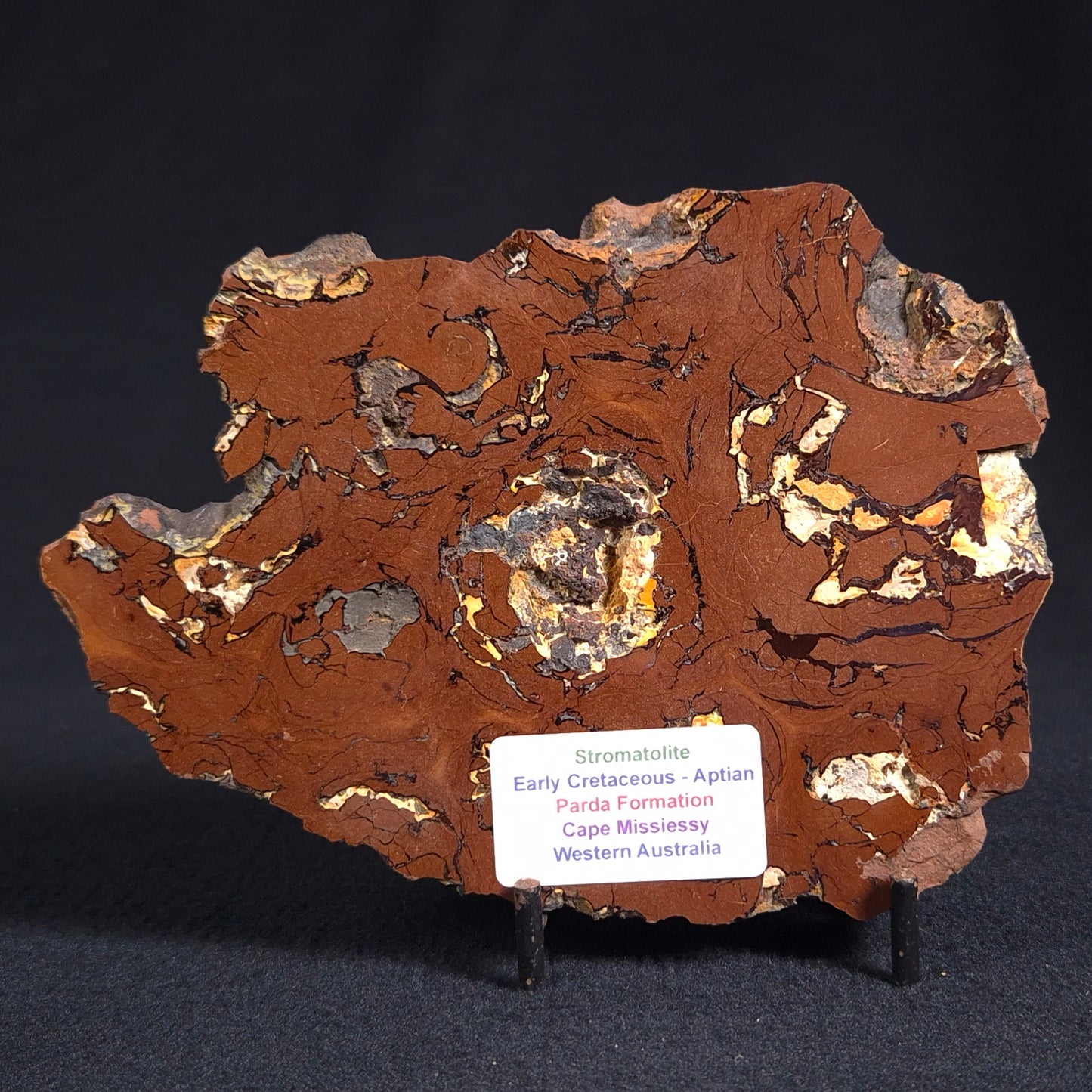 Stromatolite from the Parda Formation ZPF005